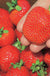 Ft. Laramie Strawberry-Berries-Koppes-25 Bareroot Crowns-