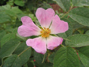 Rosa pomefera - Raintree Nursery
