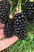 Big Daddy Blackberry-Berries-Raintree Prop-4" Pot-