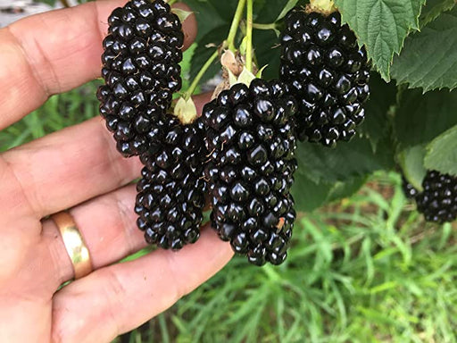Big Daddy Blackberry-Berries-Raintree Prop-4" Pot-