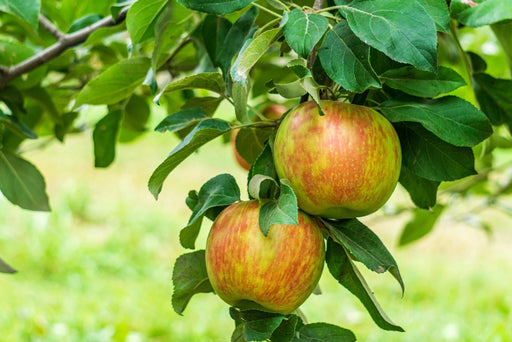 Honeycrisp and Spartan Apple Bundle (3 Trees)-Raintree Nursery-4'-5' Bareroot-