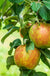 Honeycrisp and Melrose Apple Bundle (3 Trees)-Raintree Nursery-4'-5' Bareroot-