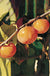 Prairie Dawn ™ American Persimmon - Raintree Nursery
