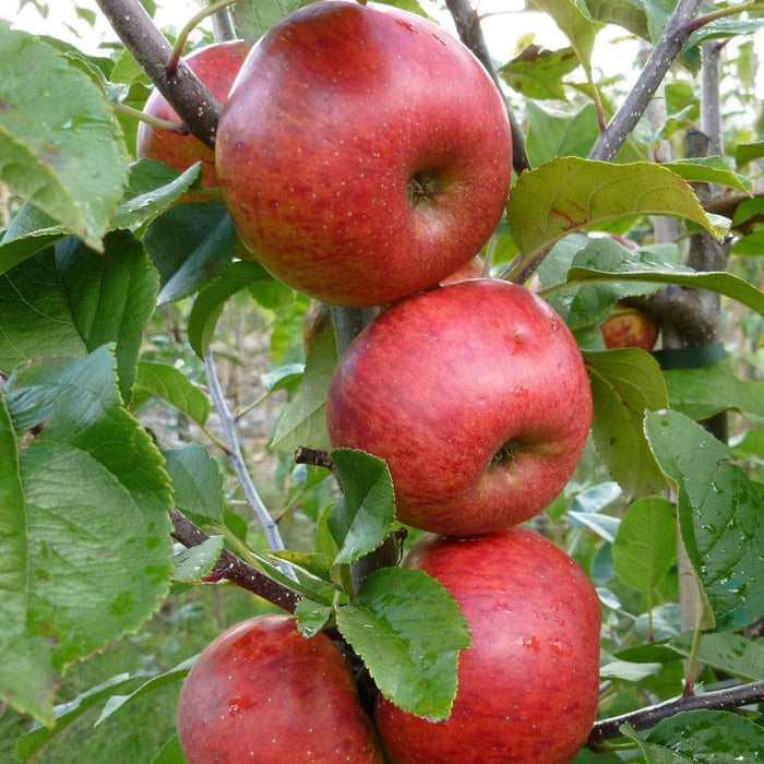 Amazing AAA Apple Bundle (3 Trees)