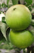 Granny Smith Apple-Fruit Trees-Meyers-Semi-Dwarf (4-5')-