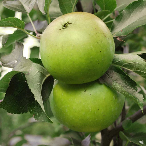 Granny Smith Apple-Fruit Trees-Meyers-Semi-Dwarf (4-5')-