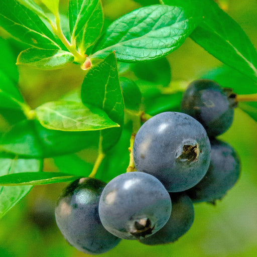 Hello Darlin™ Blueberry-Berries-Alpha-1 Gallon Pot-