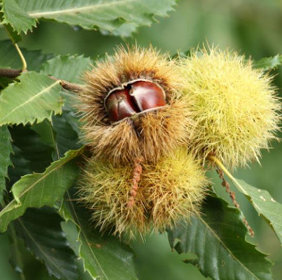 Bouche de Betizac Grafted Chestnut - Raintree Nursery