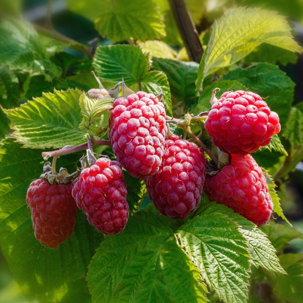 Red Raspberry Plants | Grow Your Own Great Tasting Fruits
