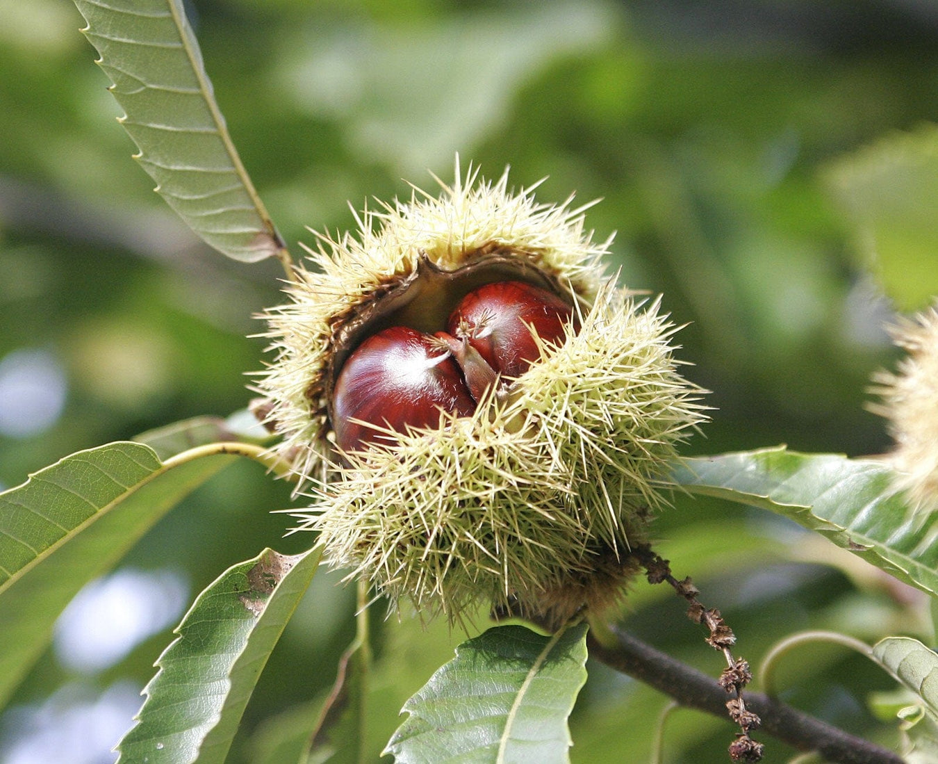 Grafted Chestnuts