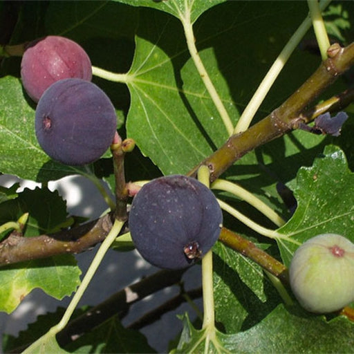 Hardy Chicago Fig-Fruit Trees-Raintree Prop-1 Gallon Pot-