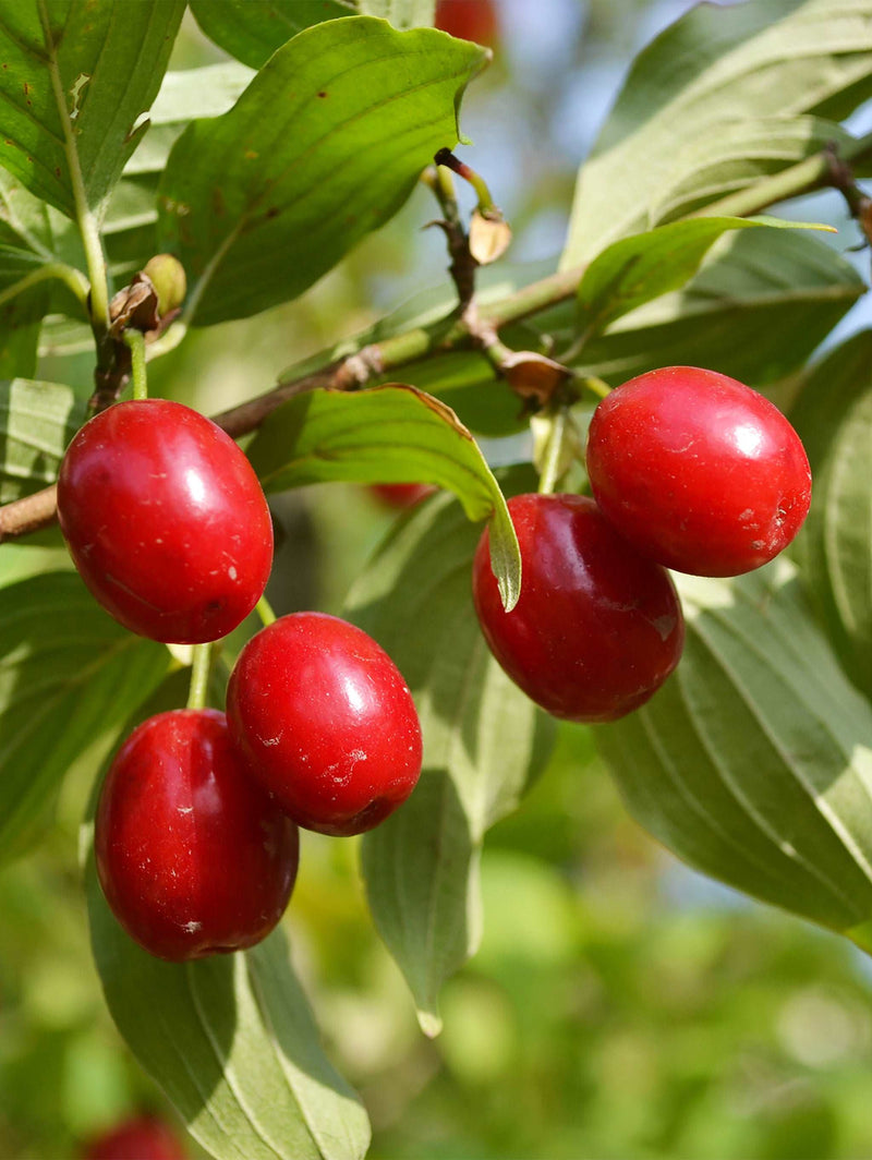 Coral Blaze ™ Cornus Mas - Raintree Nursery