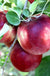 Cosmic Crisp and Melrose Apple Bundle (3 Trees)-Raintree Nursery-4'-5' Bareroot-