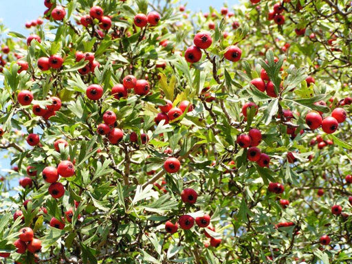 Red Azarole Hawthorn - Raintree Nursery
