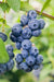 Dixie Blueberry-Berries-Aldrich-1 Gallon Pot-
