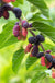 Early Bird Mulberry - Raintree Nursery