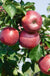 Enterprise Apple-Fruit Trees-Biringer-