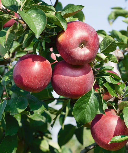 Small Organic Fuji Apples, 1 each - Ralphs