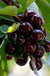 Bianco Rosato Di Piemonte Cherry-Fruit Trees-North Woods-1 Gallon Pot-