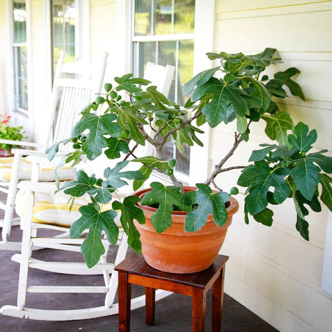 fig tree fiddle leaf fig fruit Fignomenal Fig