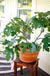 Fignomenal Fig-Fruit Trees-Raintree Prop-1 Gallon Pot-