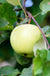 Flower of Kent Apple-Fruit Trees-Biringer-Semi-Dwarf (4'-5')-