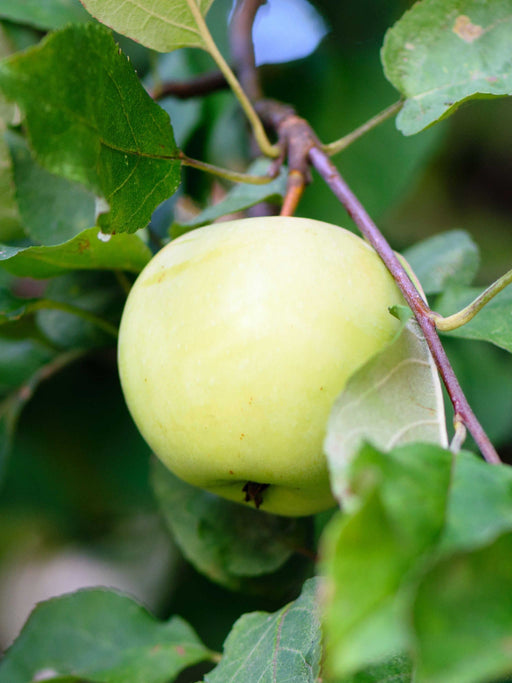 Flower of Kent Apple-Fruit Trees-Biringer-Semi-Dwarf (4'-5')-