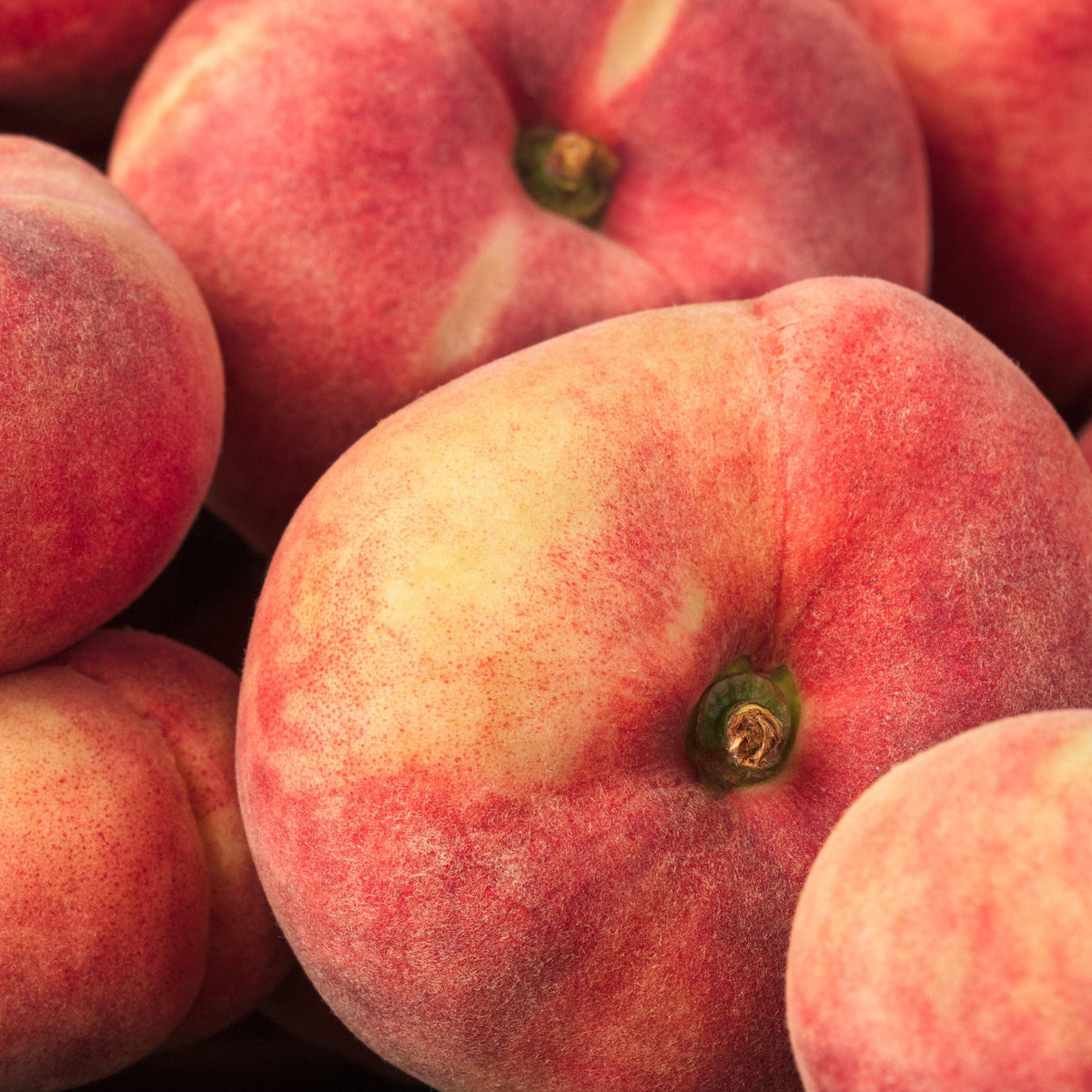 Galaxy Peach - Raintree Nursery