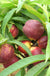 Garden Delight Nectarine-Miniature-Fruit Trees-Dave Wilson-Mini-Dwarf (2'-3')-