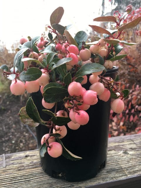 Winter Fiesta™ Wintergreen-Berries-Briggs-1 Qt Pot-