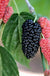 Black Beauty Fruiting Mulberry-Berries-Dave Wilson-