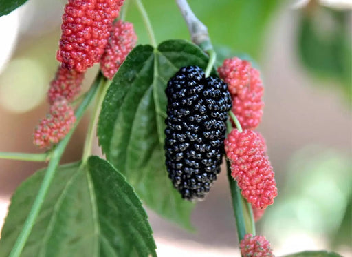 Black Beauty Fruiting Mulberry-Berries-Dave Wilson-