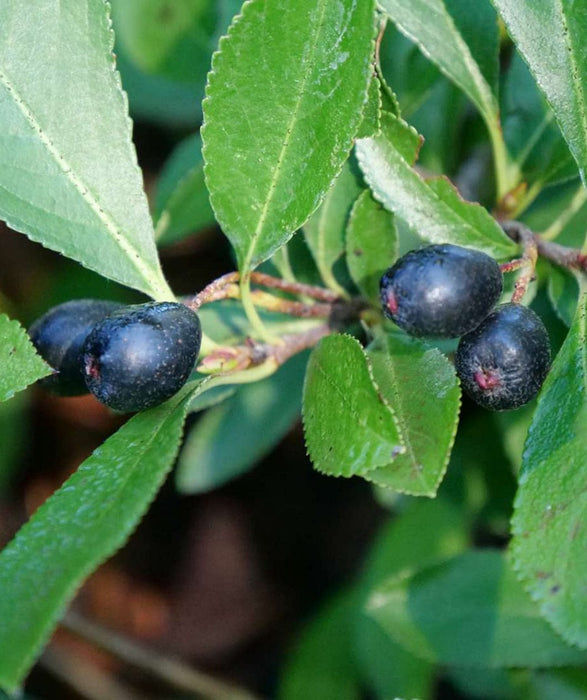 Ground Hugging Ground Hug Aronia — Raintree Nursery