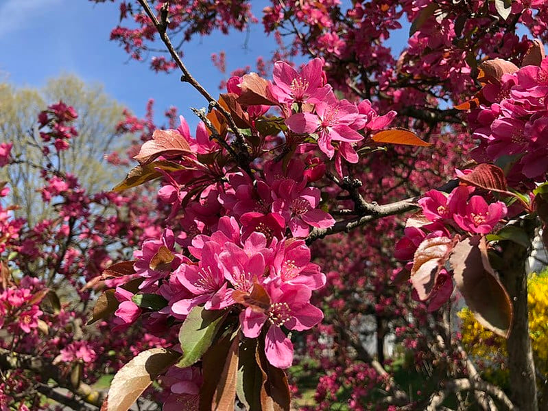 Dwarf Apple Trees | Grow Delicious Fruits | Raintree Nursery