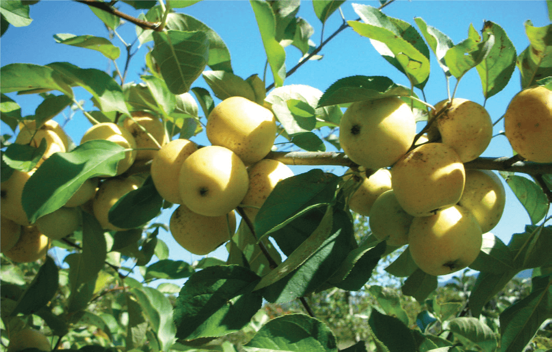 Harrison Cider Apple-Fruit Trees-Biringer-Semi-Dwarf (4'-5')-