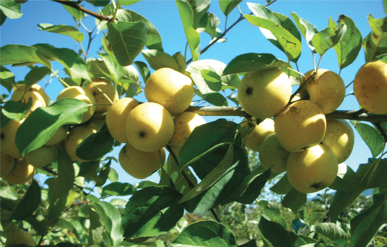 Apple Mid Late Season Pollinator