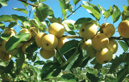 File:Myer & Son - A fruit-growers' catalogue of fruit trees for