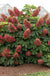 Ruby Slipper Hydrangea-Ornamentals-Briggs-1 Gallon Pot-