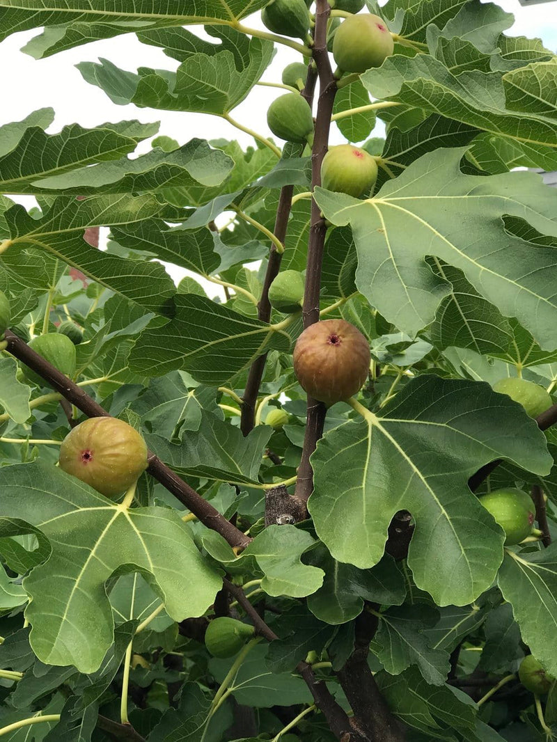 Madeleine des deux saisons Fig-Fruit Trees-Raintree Prop-1 Gallon Pot-