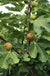 Madeleine des deux saisons Fig-Fruit Trees-Raintree Prop-1 Gallon Pot-