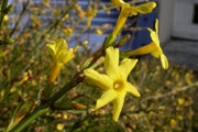 Winter Jasmine-Ornamentals-Raintree Prop-1 Gallon Pot-