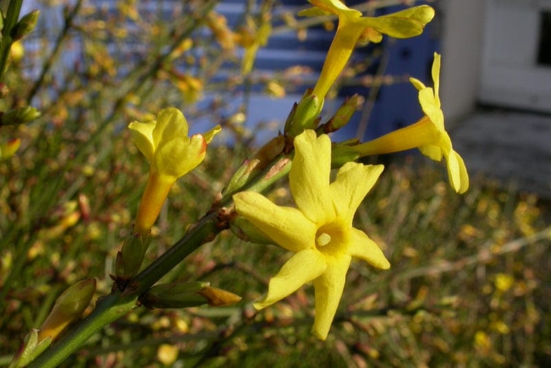Winter Jasmine-Ornamentals-Raintree Prop-1 Gallon Pot-