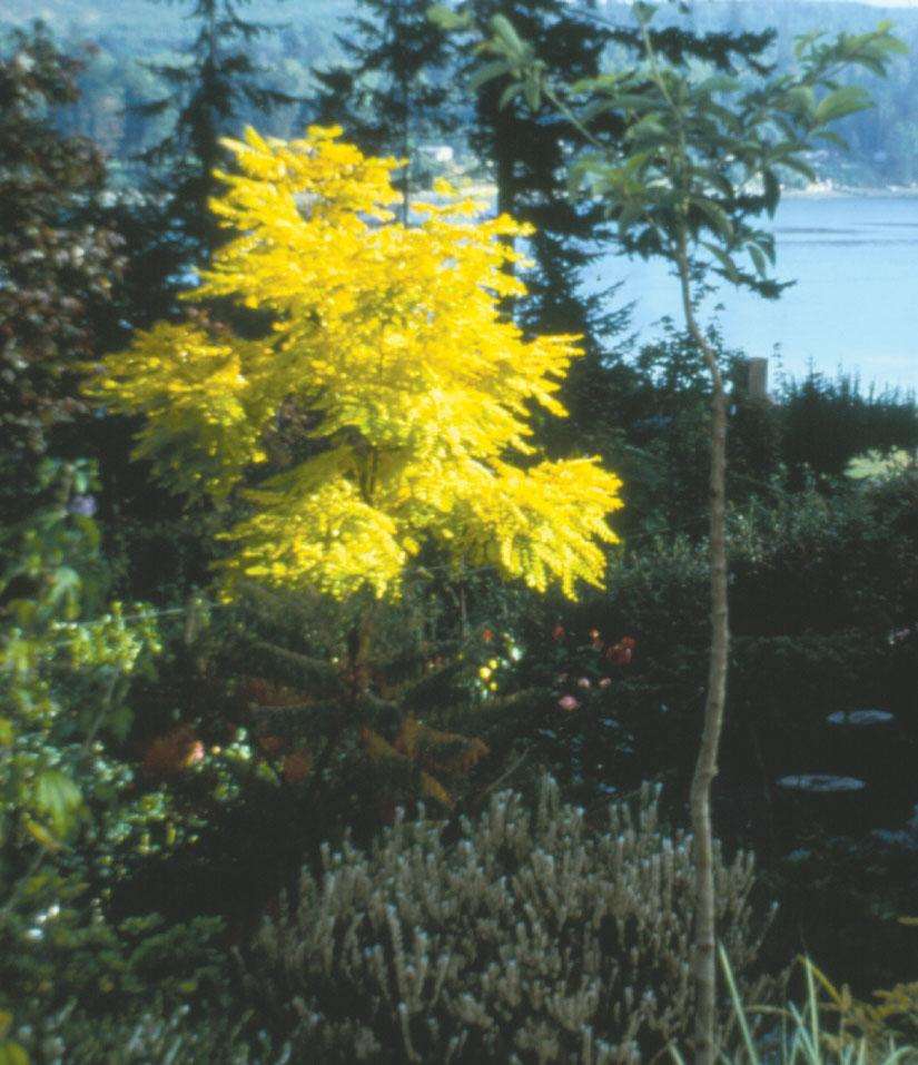 Nitrogen Fixing Plants