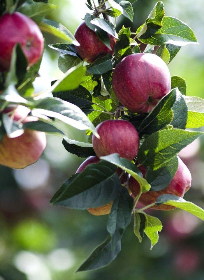 Combo Cider Apple Tree (4 varieties) - Raintree Nursery