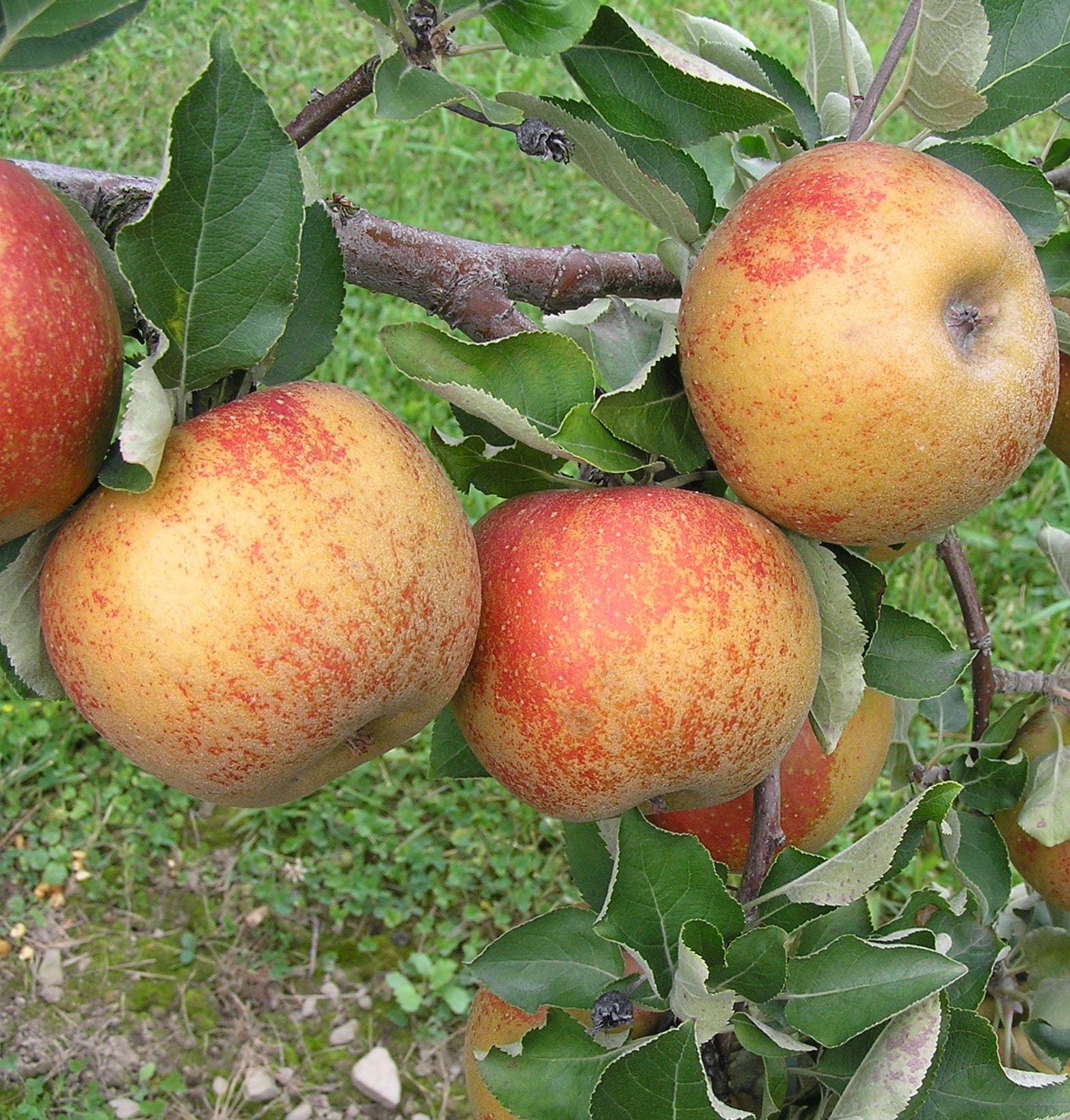 Apple - イヌリン Karmijn de Sonnaville Apple - Raintree Nursery