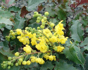Tall Oregon Grape Holly-Ornamentals-Briggs-1 Gallon Pot-