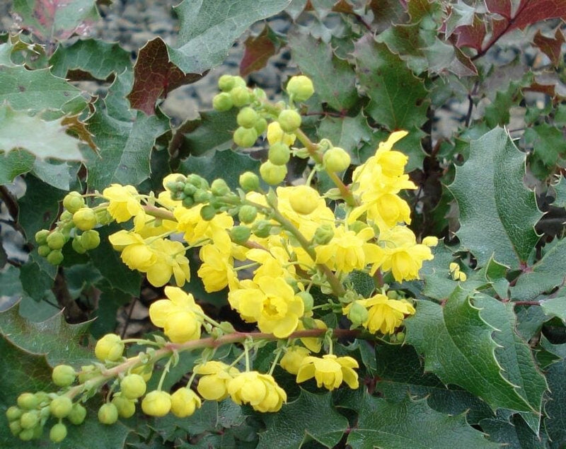 Tall Oregon Grape Holly-Ornamentals-Briggs-1 Gallon Pot-
