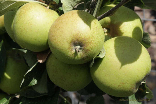 Medaille D'Or Cider Apple-Fruit Trees-Biringer-Semi-Dwarf (4'-5')-