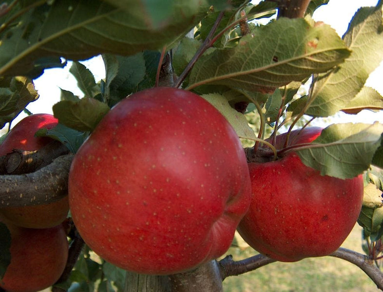 Dwarf Gala Apple Tree