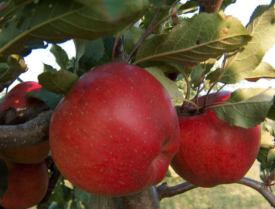 Melrose Apple-Fruit Trees-Biringer-